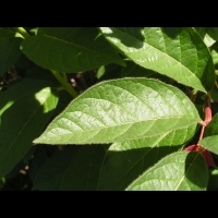 Lonicera ledebourii (fam Caprifoliacees) (Californie) (3)